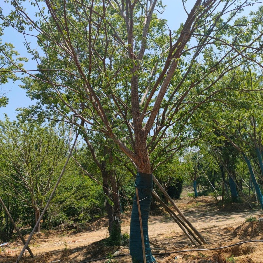 句容市榔榆大量供应各种规格单扦多分枝，全国舌货树形圆满基地直销