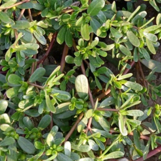 无棣县马齿苋菜，量大可预订，鲜干都可以！