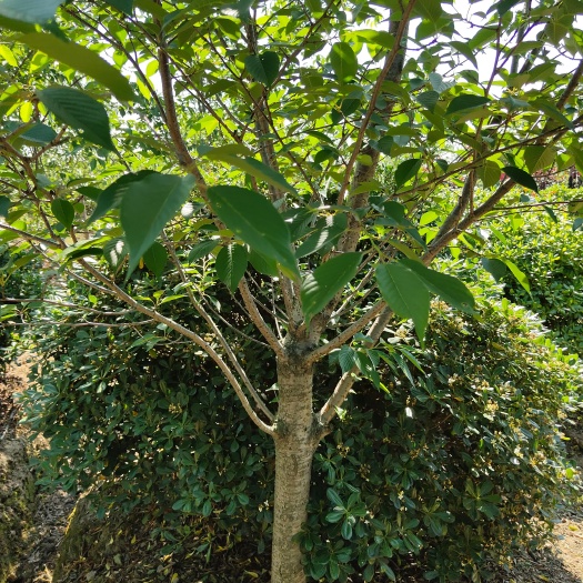 慈溪市宁波宇星苗木绿化