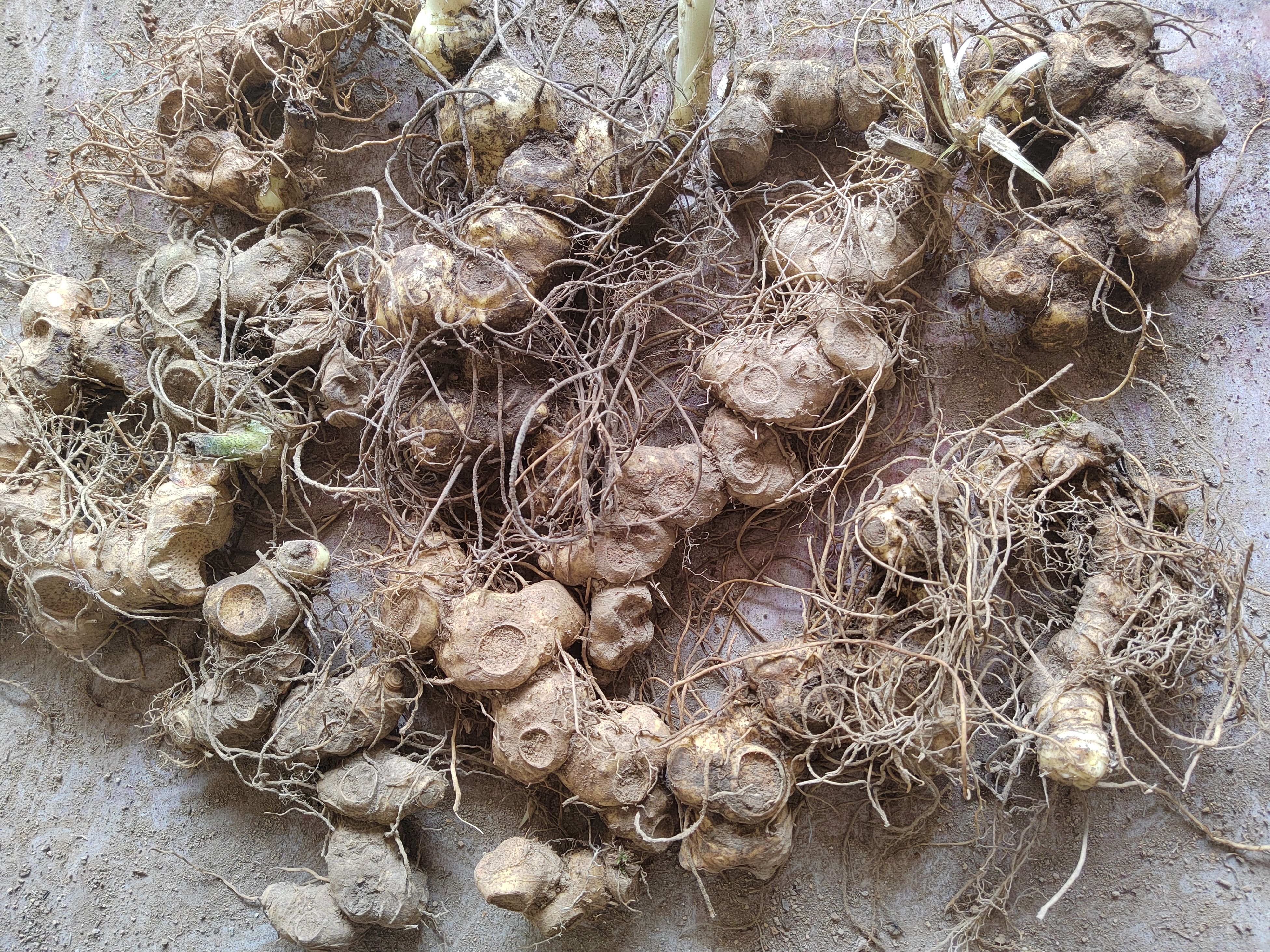 黄精，多花黄精，鸡头黄精