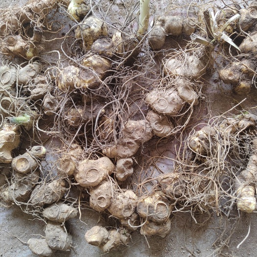 绥宁县黄精，多花黄精，鸡头黄精