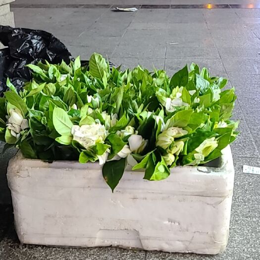成都栀子花鲜花鲜切花插花瓶一件代发摆地摊