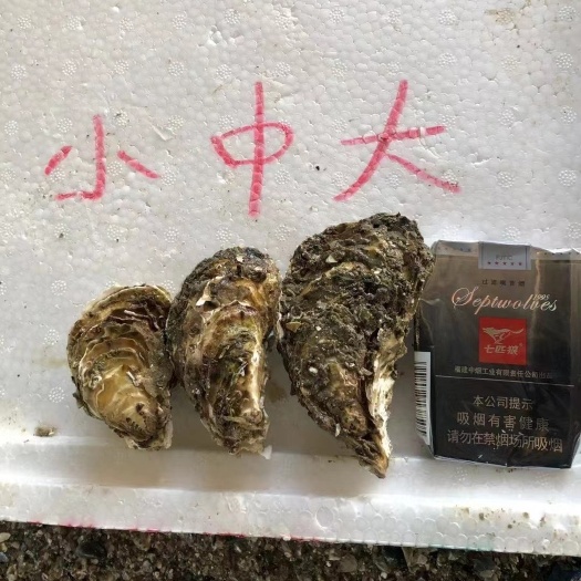 诏安县福建生蚝 一口蚝批发 本地吊蚝 牡蛎深海蚝