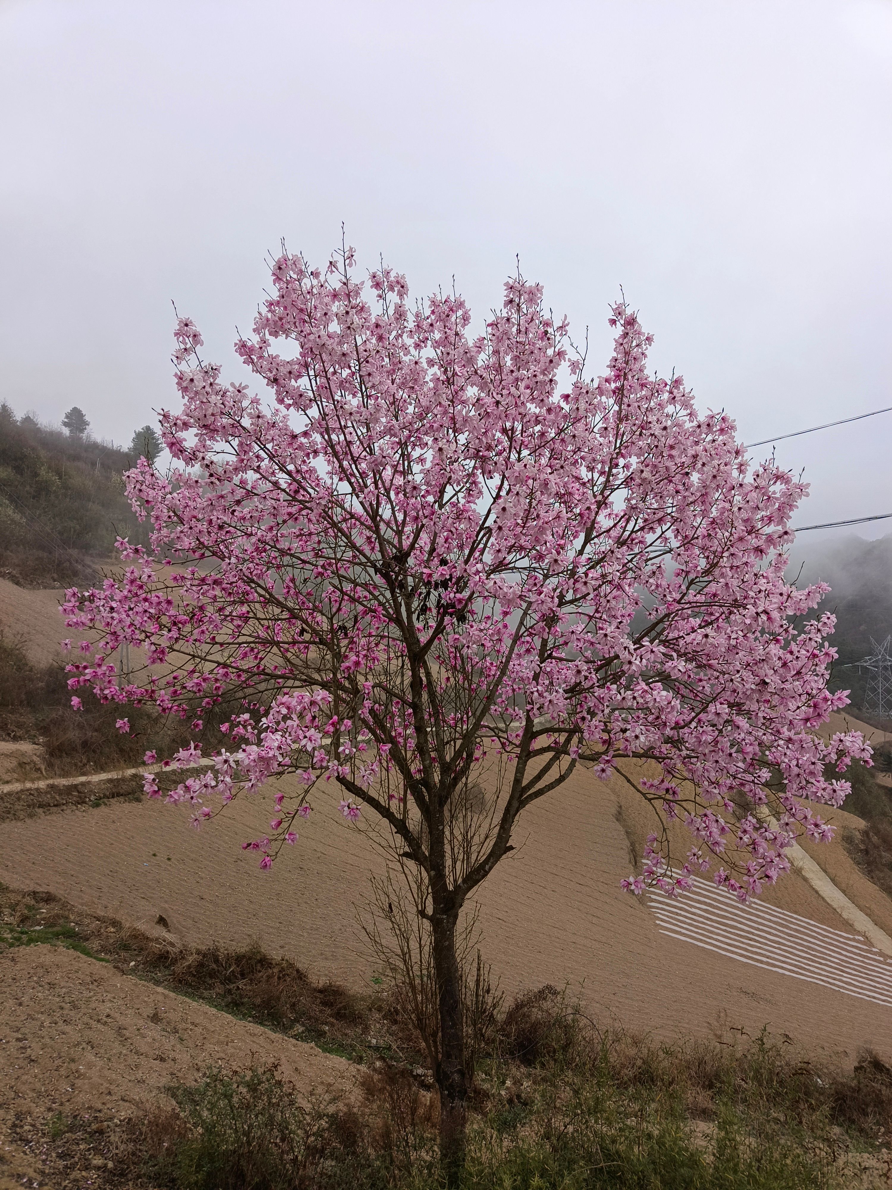 杜鹃
