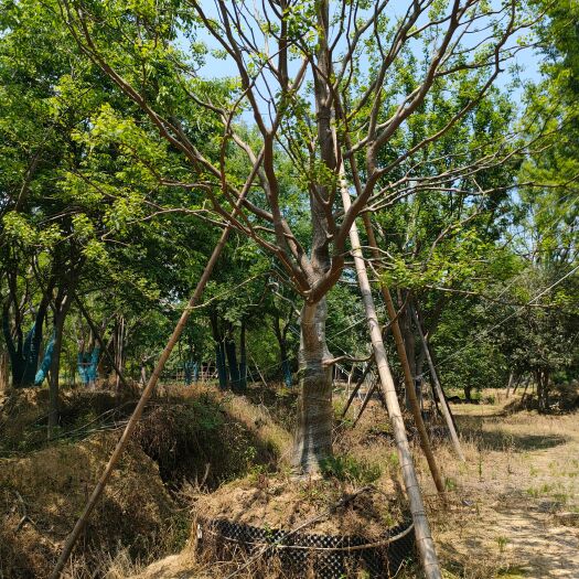 乌桕丛生大量供应各种规格，全国发货树形优美，基地直销诚信经营