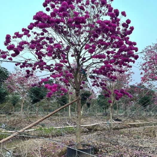 博罗县紫花风钤