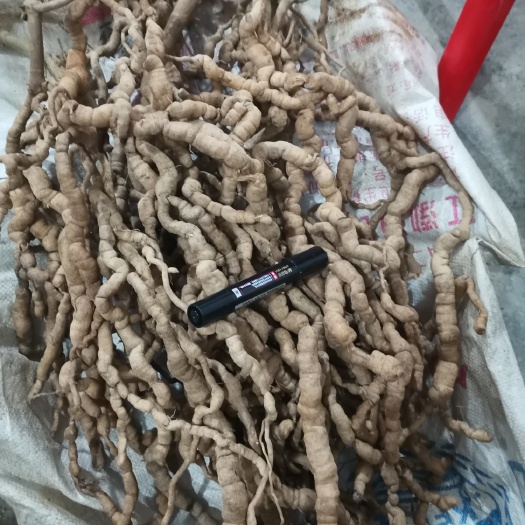 巴戟天，特级鲜货，靓货，数量不多，天气下雨，接受预订！