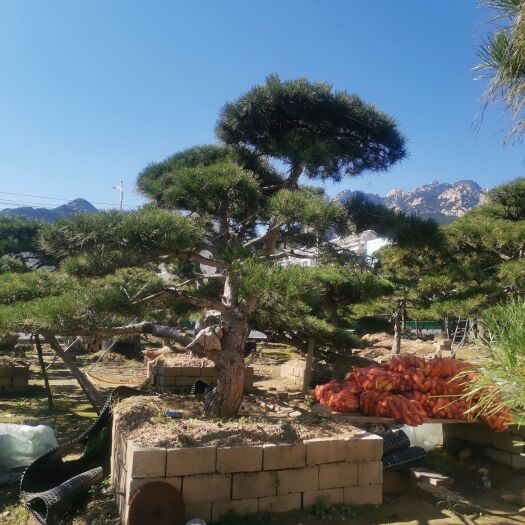 泰安基地出售各种规格景松