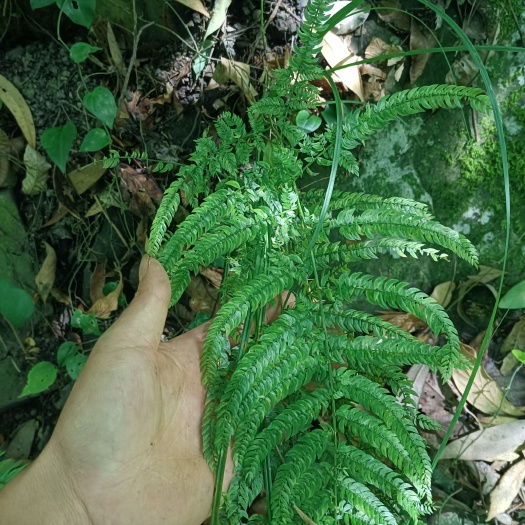 望謨縣小，天門冬