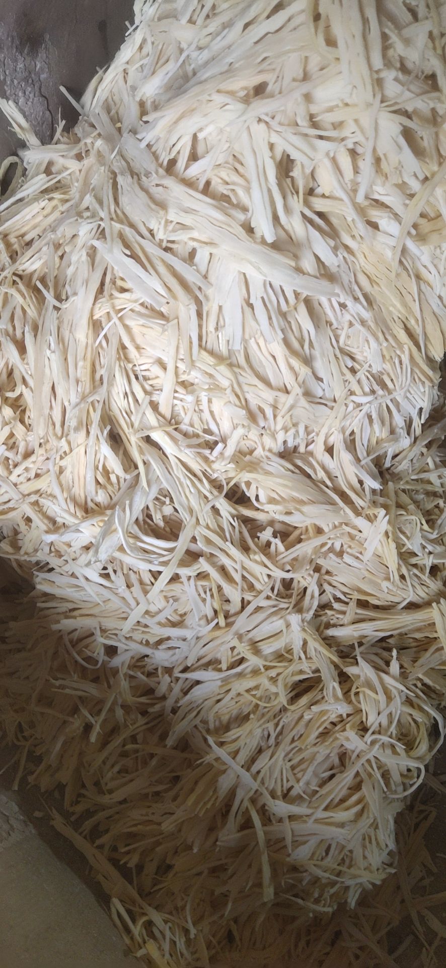 春笋 今年压榨 新鲜开仓笋