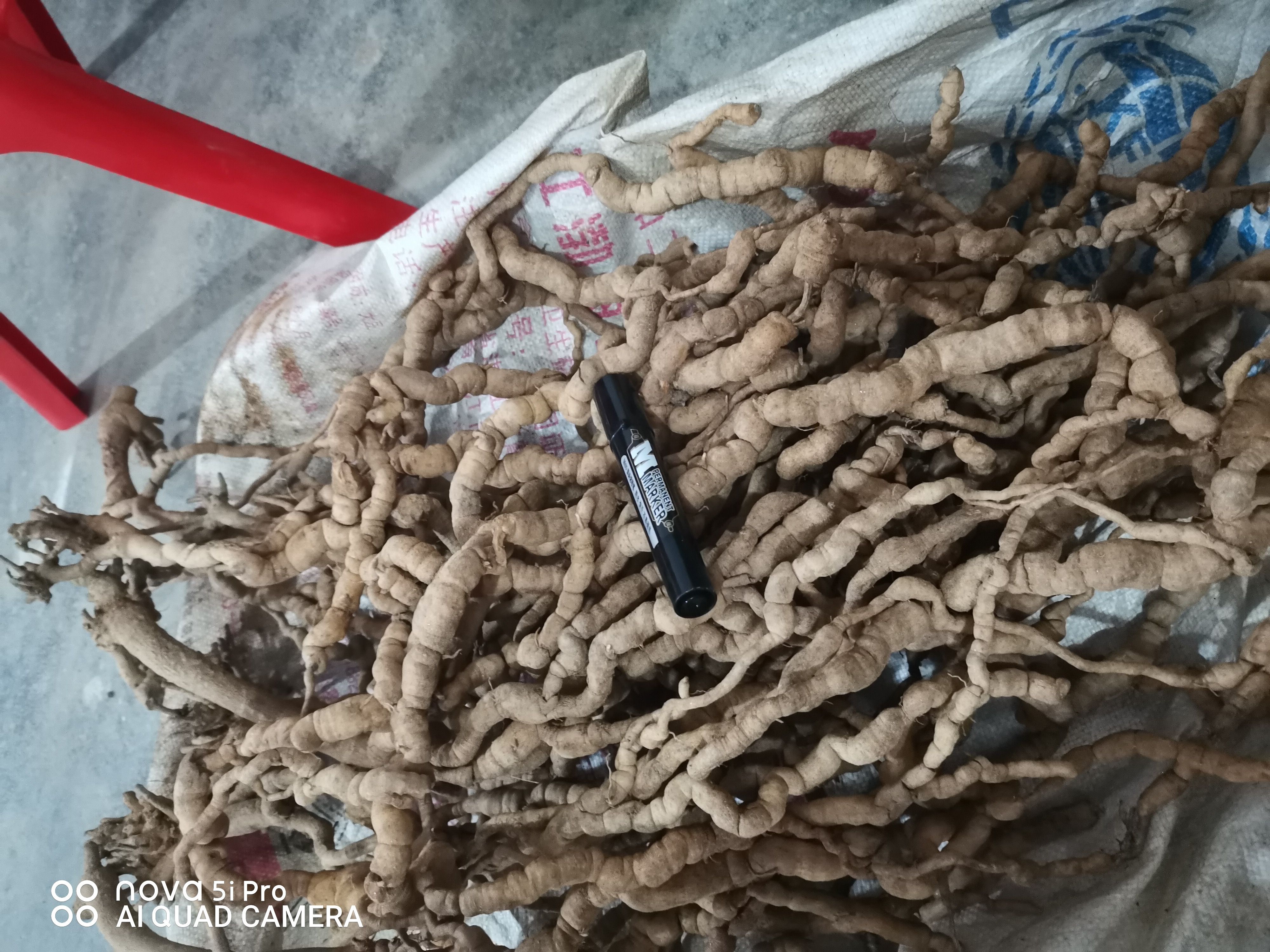 巴戟天，鲜靓货，数量不多，受天气影响，下单前可先沟通好