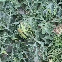 仙居县江苏射阳临海农场美都西瓜