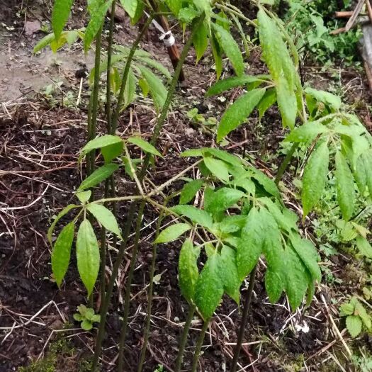 大关县大竹节参。好品质，年份大，