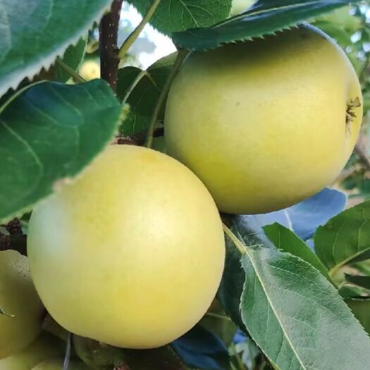 江华县预售湖南翠冠梨