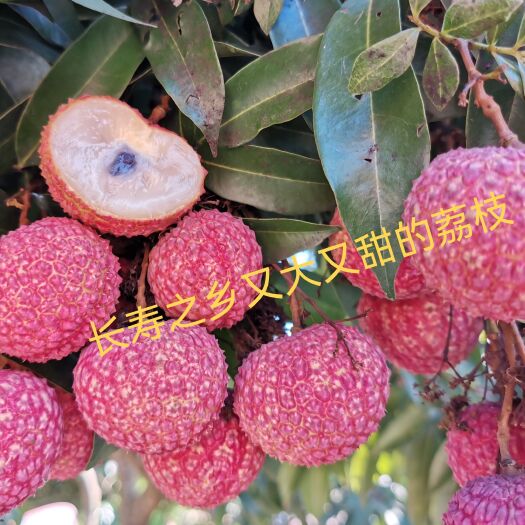 合浦县特产鸡嘴荔枝又大又甜原产地发货