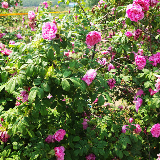 平阴玫瑰干花蕾 低温烘培无硫平阴玫瑰花蕾