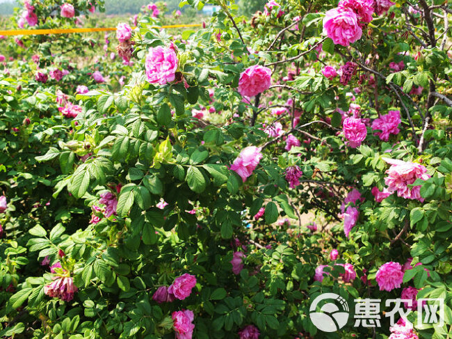 平阴玫瑰干花蕾 低温烘培无硫平阴玫瑰花蕾