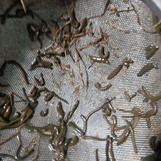 防城港菲牛蛭蚂蟥水蛭