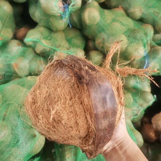 文昌市毛椰大量批发，清补凉店，榨椰奶好材料！
