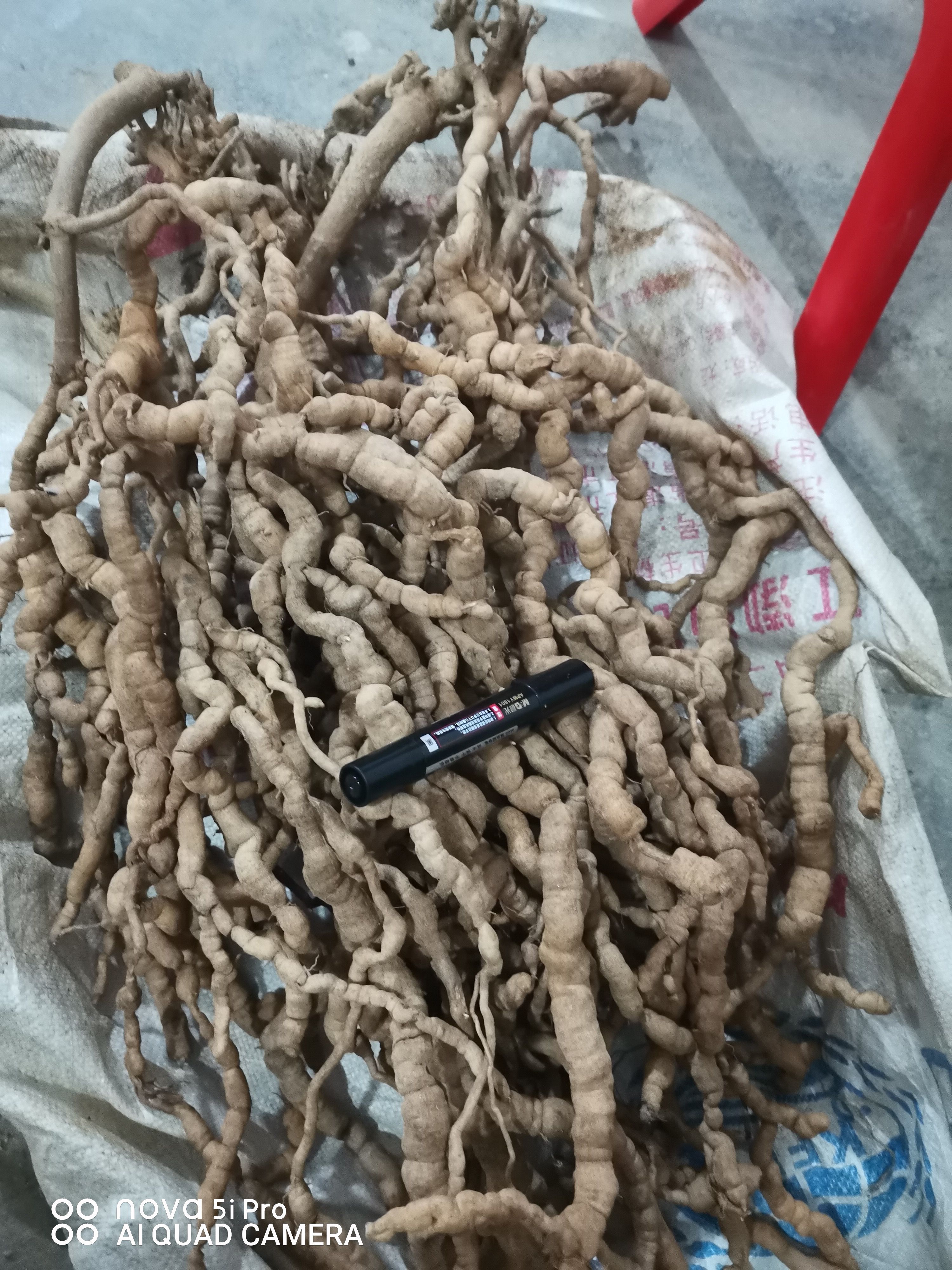 巴戟天，鲜靓货，数量不多，受天气影响，下单前可先沟通好
