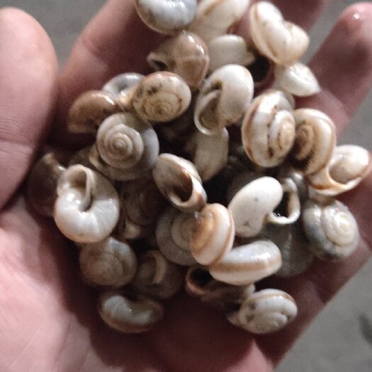 鹤壁蜗牛壳，旱地蜗牛壳，空壳无肉，清洗干净！
