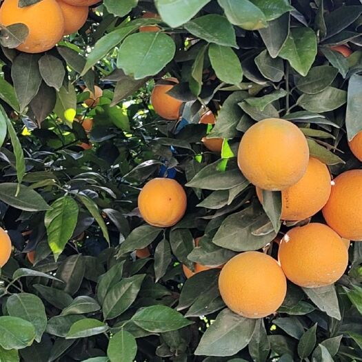 枝江市湖北夏橙，果大皮薄，水分充足，果面干净货源充足
