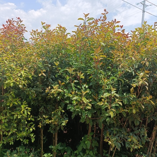 宜良县2分球花石楠