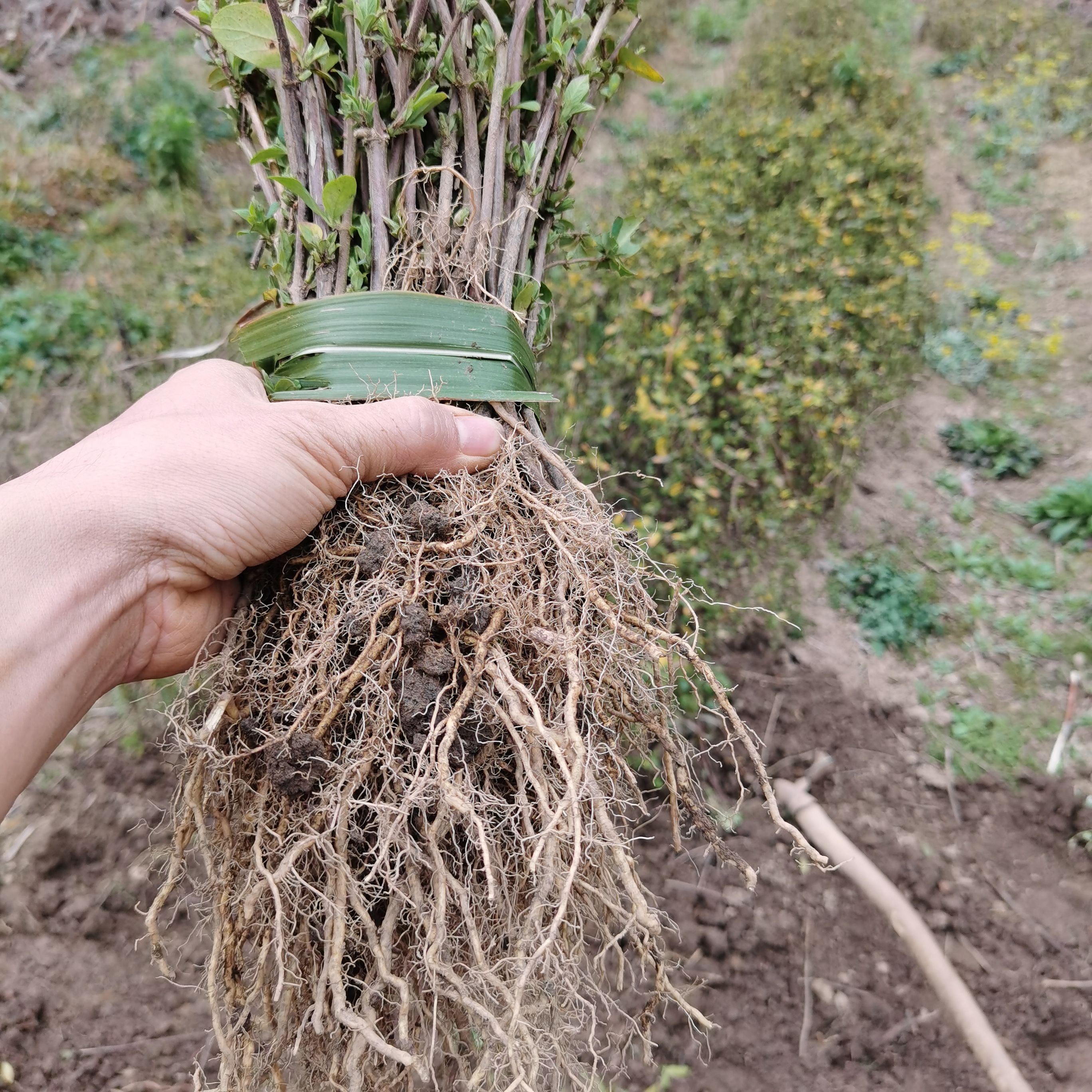 北花一号金银花苗  广东优质金银花北花一号，带花蕾苗出售。欢