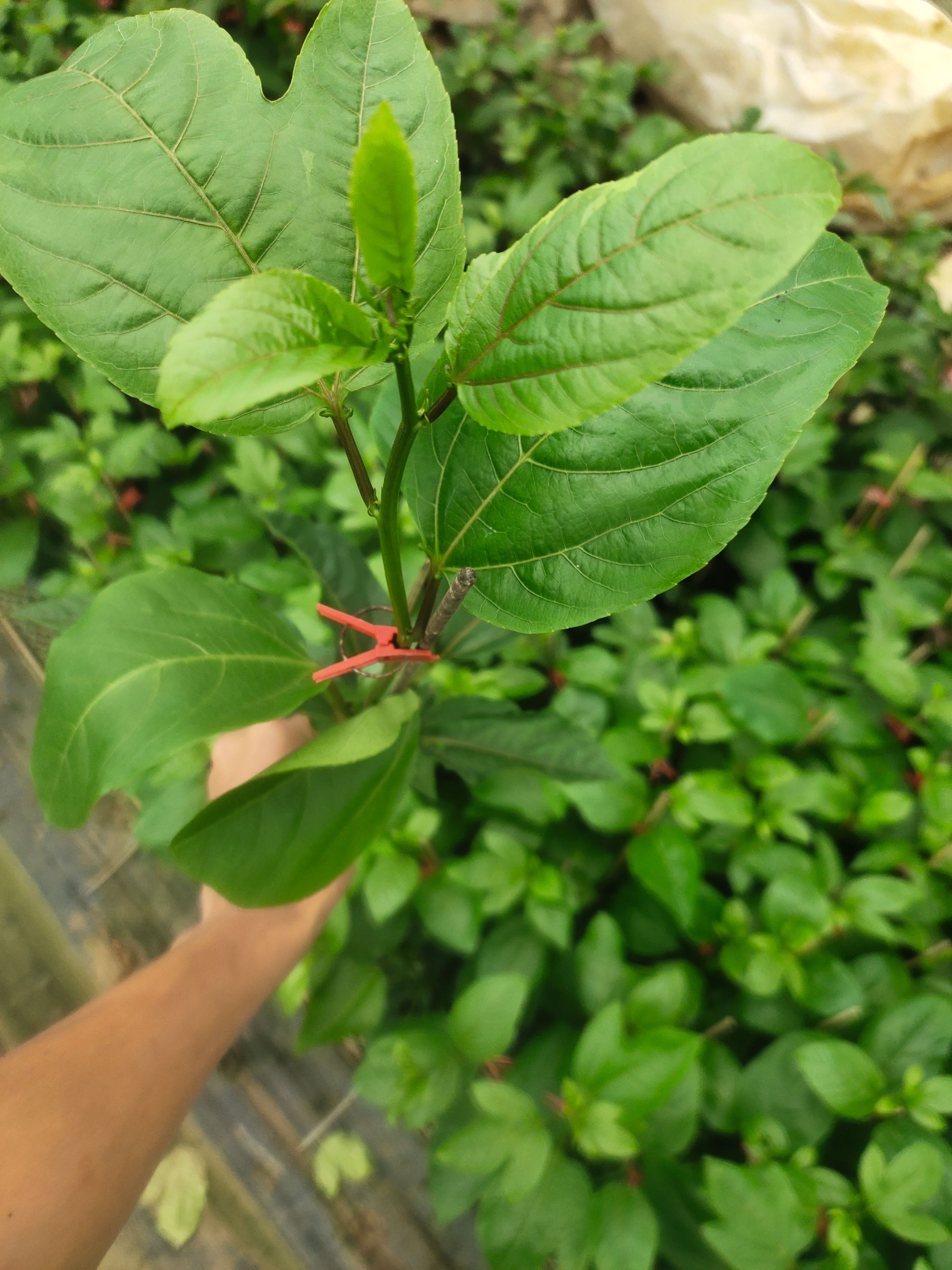 优质黄金百香果苗，钦蜜九号嫁接苗叶色青秀拖病毒苗种植成活率高