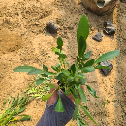 青州市金鸡菊 四季开花易活 工程绿化 地被草花工程绿化适应各种