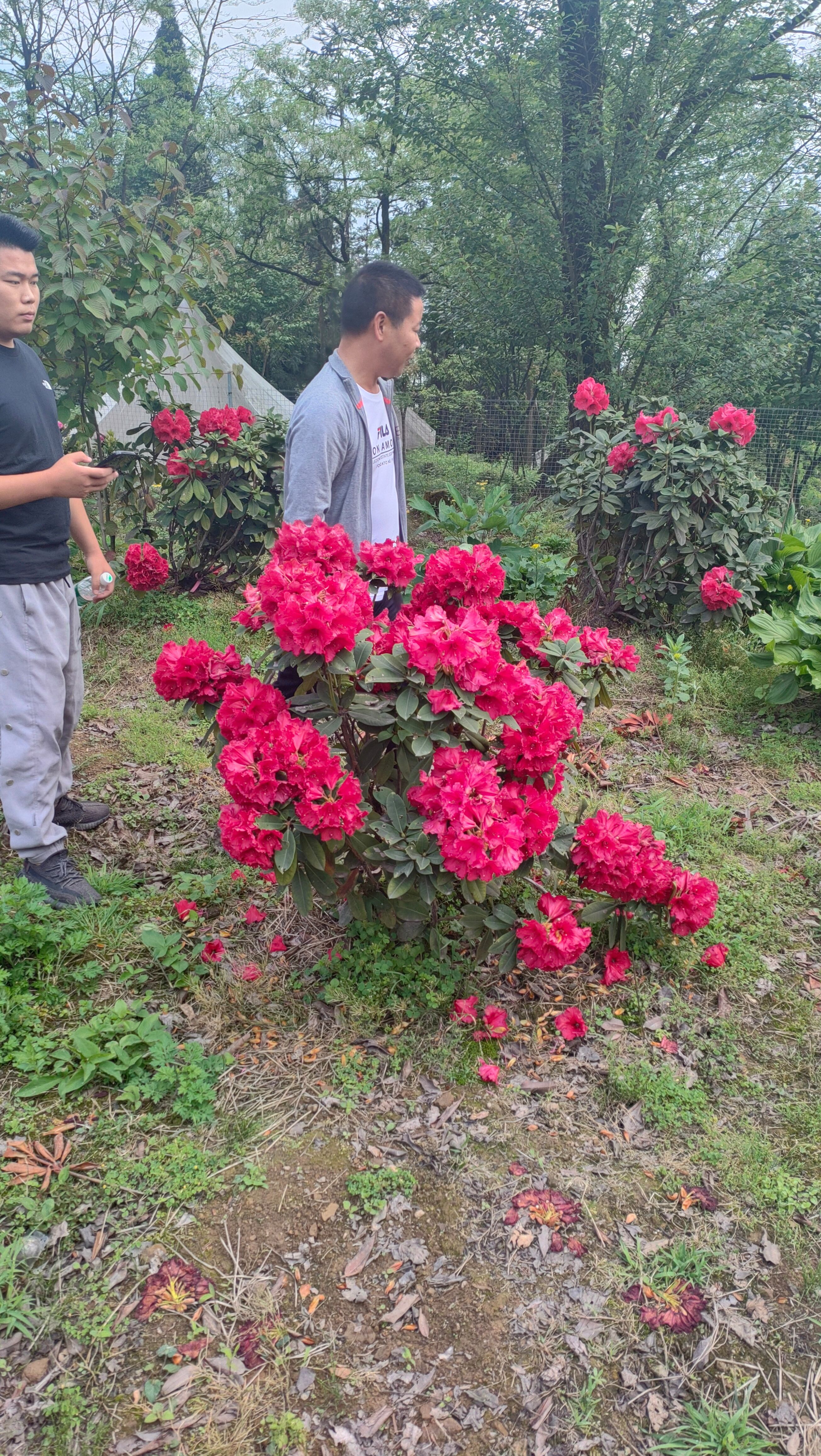 高山杜鹃穴盘，高山杜鹃小苗，欧洲高山杜鹃，日本高山杜鹃