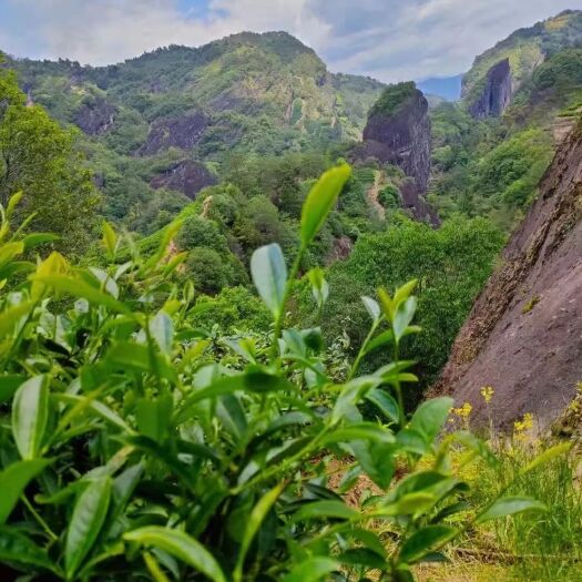 武夷山市武夷山老枞岩茶