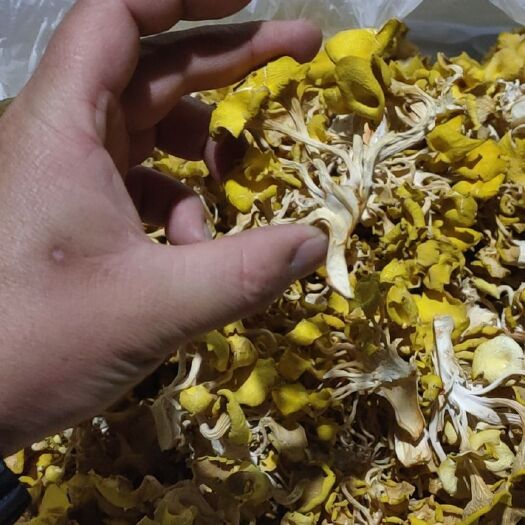 庆元县榆黄蘑鸡油菌，黄金菇，基地直发