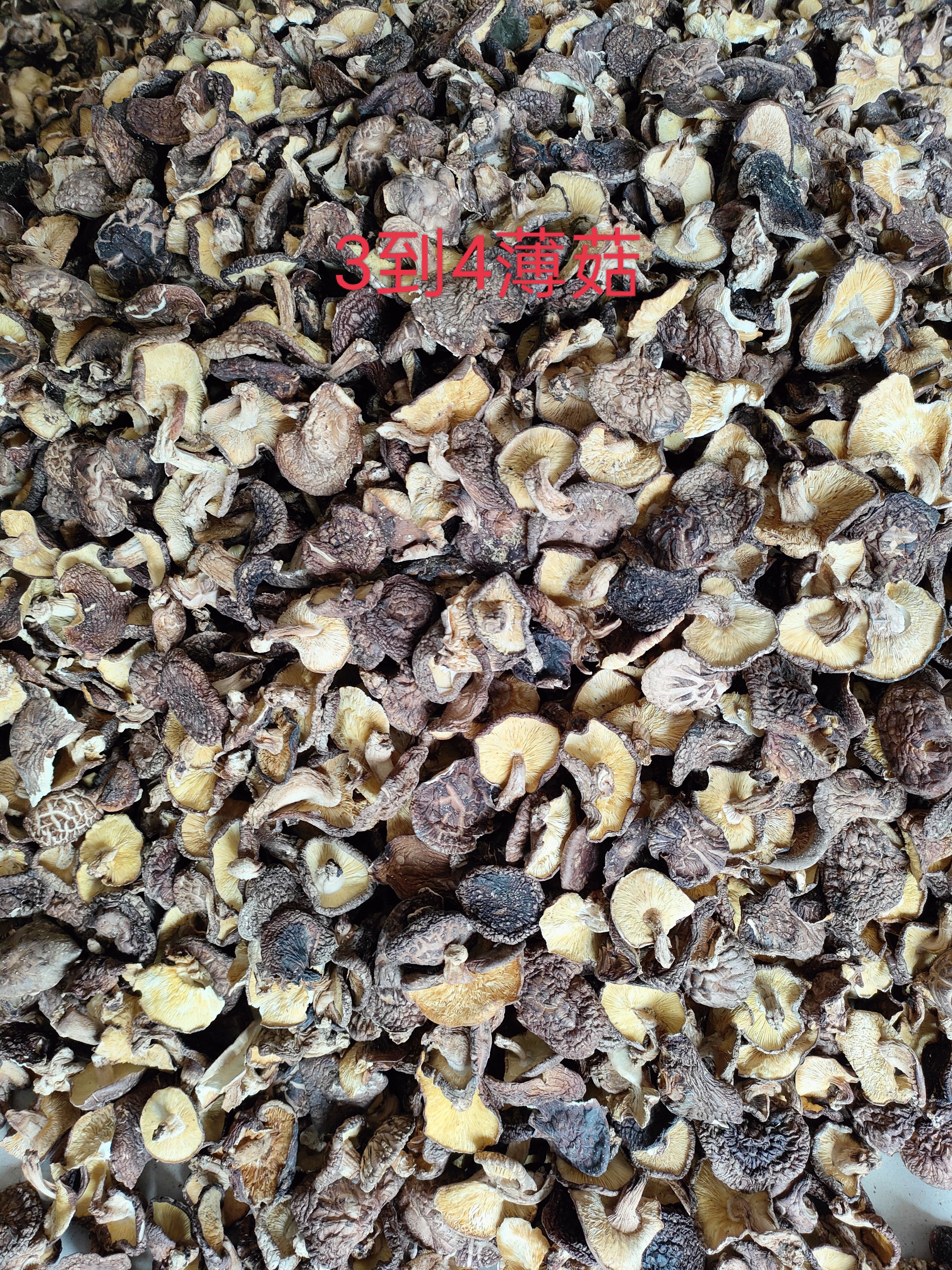 方城县椴木香菇，薄菇，2022年春新货