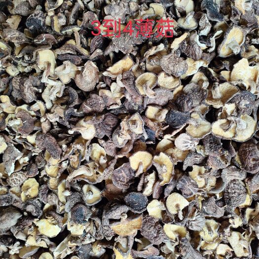 方城县椴木香菇，薄菇，2023
年春新货