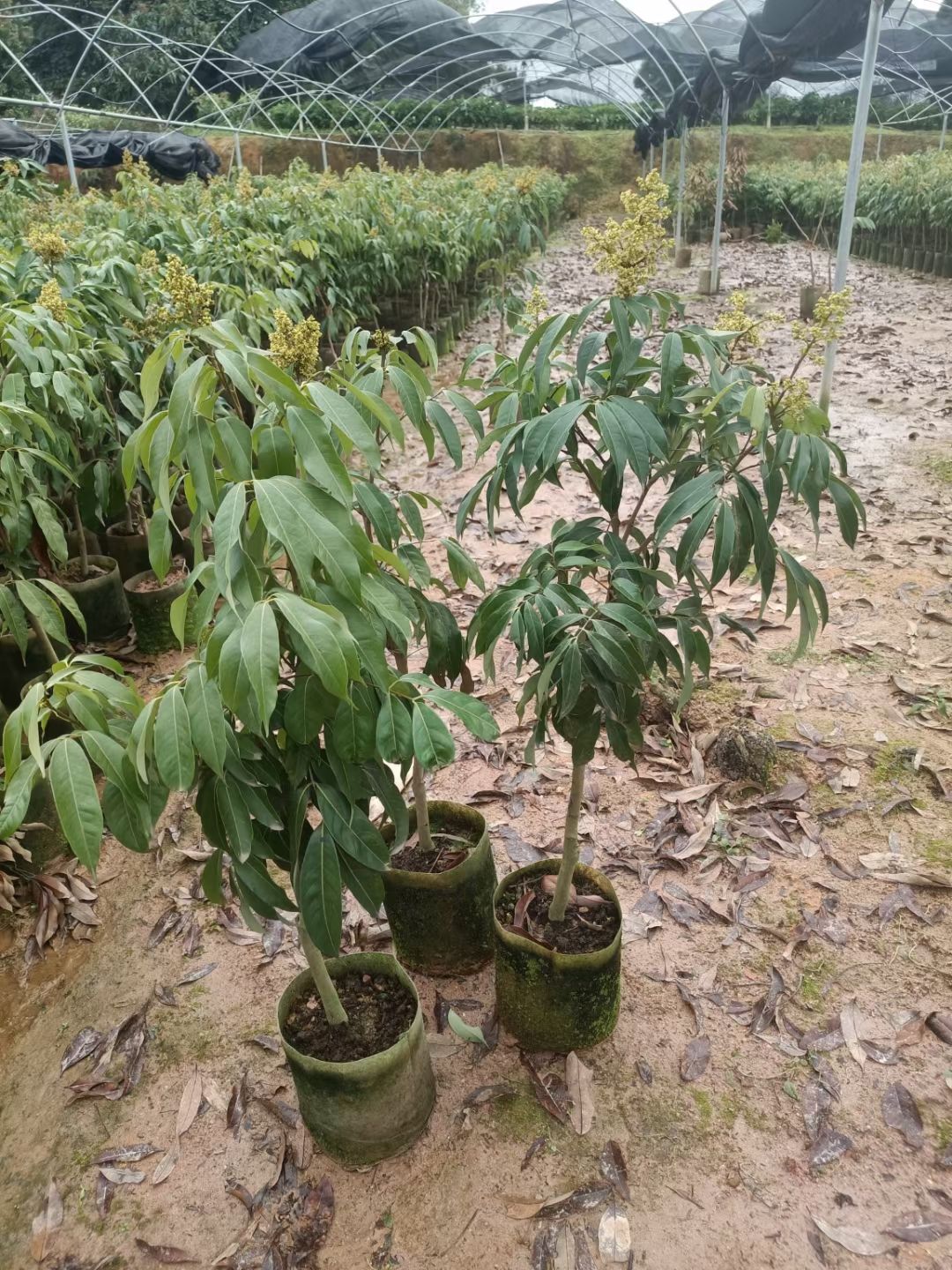 越州红荔枝嫁接苗