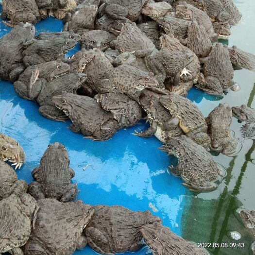 平南县长期供应优质健康成品蛙，蝌蚪苗，小四脚。泰蛙苗，