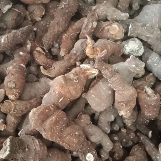 罗田县大别山华重楼七叶一枝花