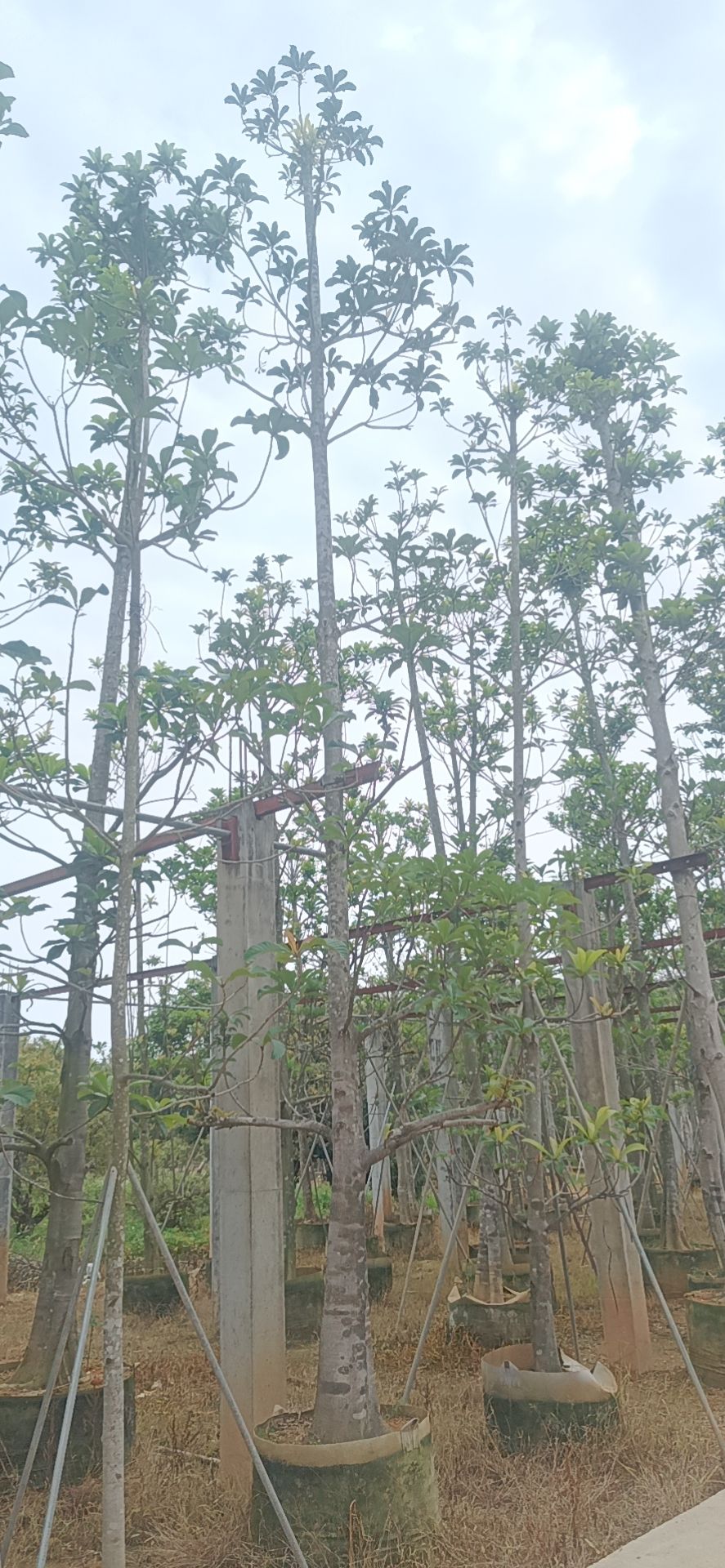 大叶杜英
