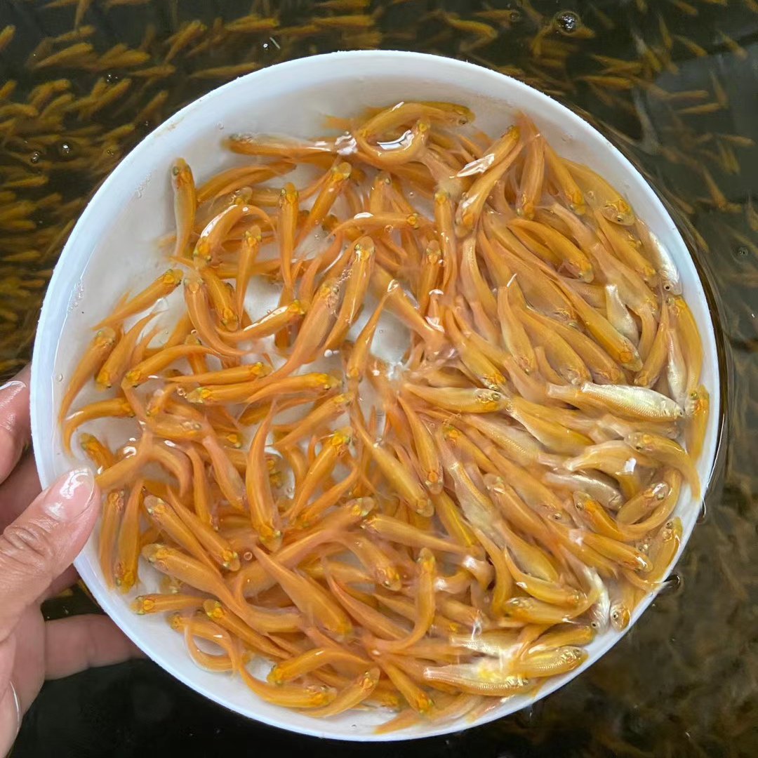 廣州健平漁業(yè)養(yǎng)殖場(chǎng)