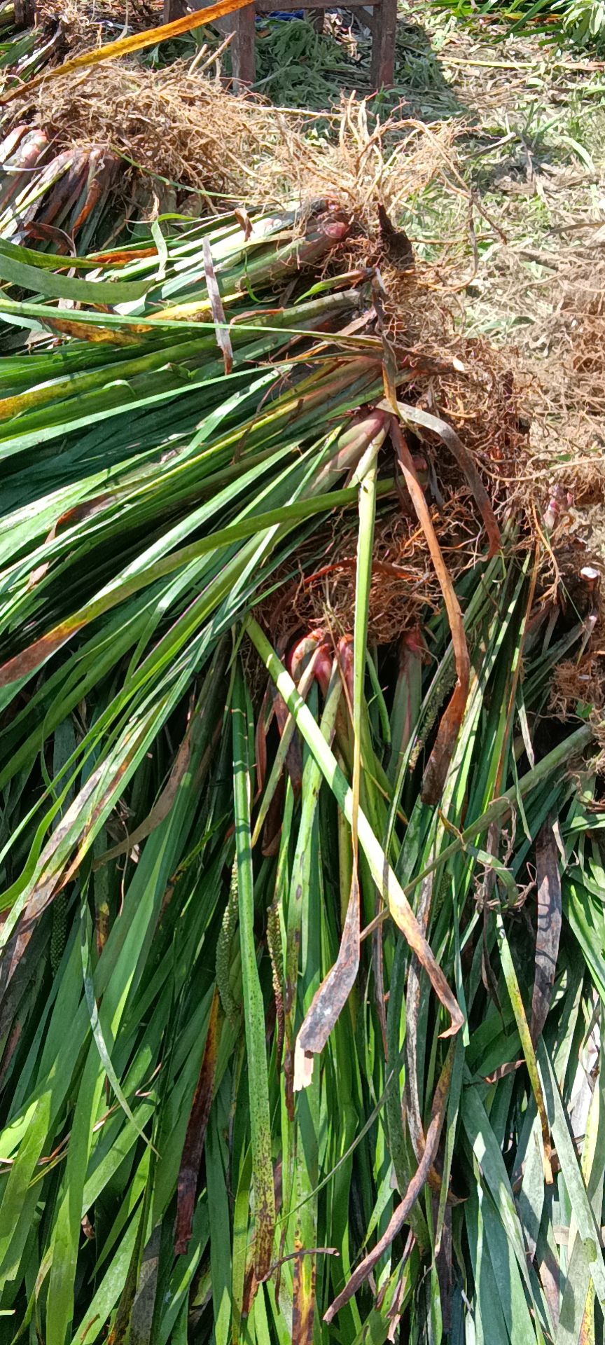资源县茴香菖蒲苗