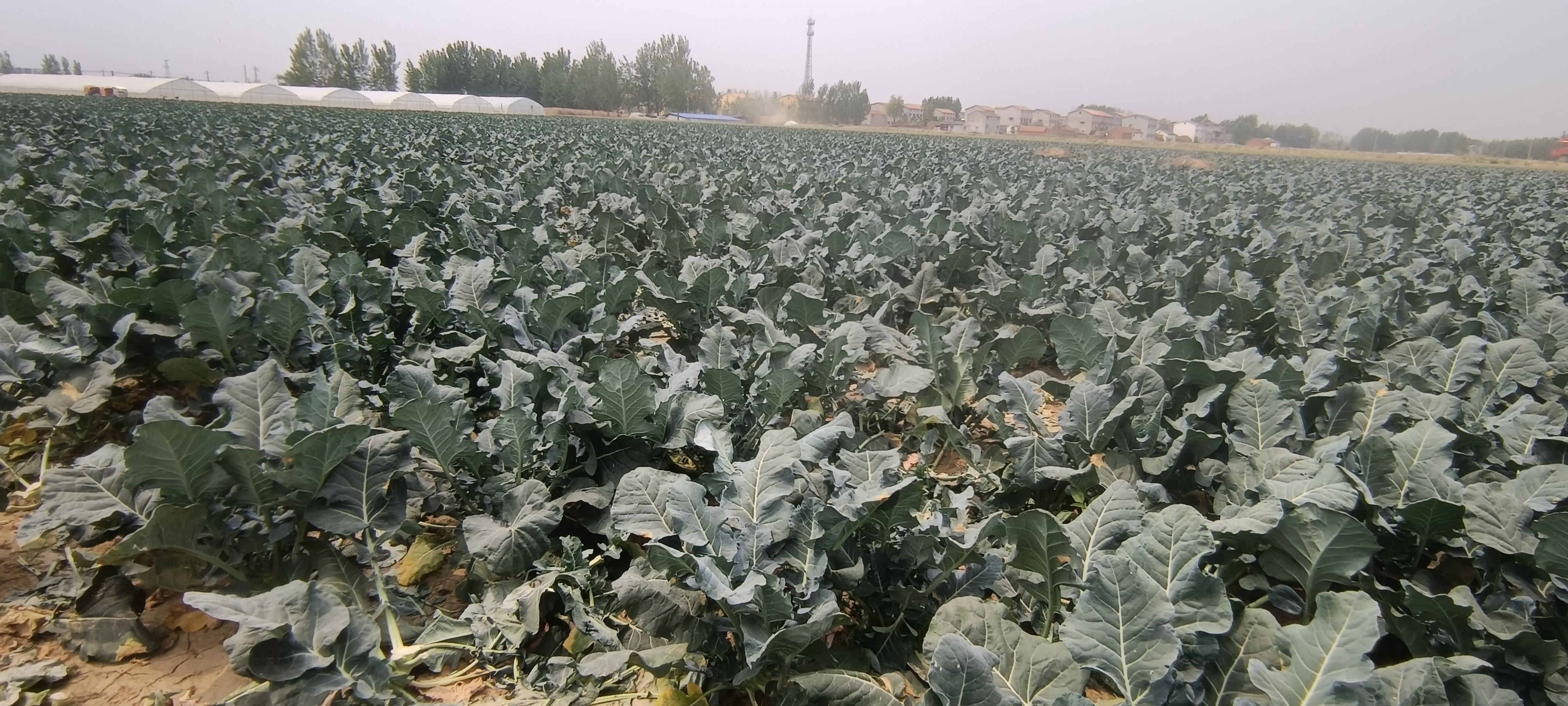 精品西兰花，产地一首货源，支持各种包装规格，支持代发