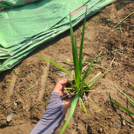 青州市麦冬 草本植物 四季常绿 易活 工程绿化 地被植物 园林绿化