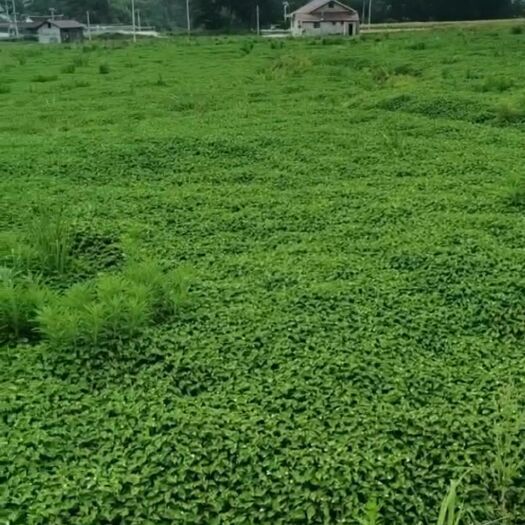 洪江市鱼腥草