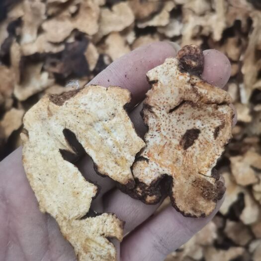 内蒙苍术  苍术片