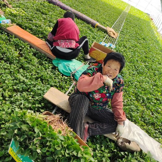黑山县共赢薯业早丰、紫薯、济薯26等红薯苗大量出售