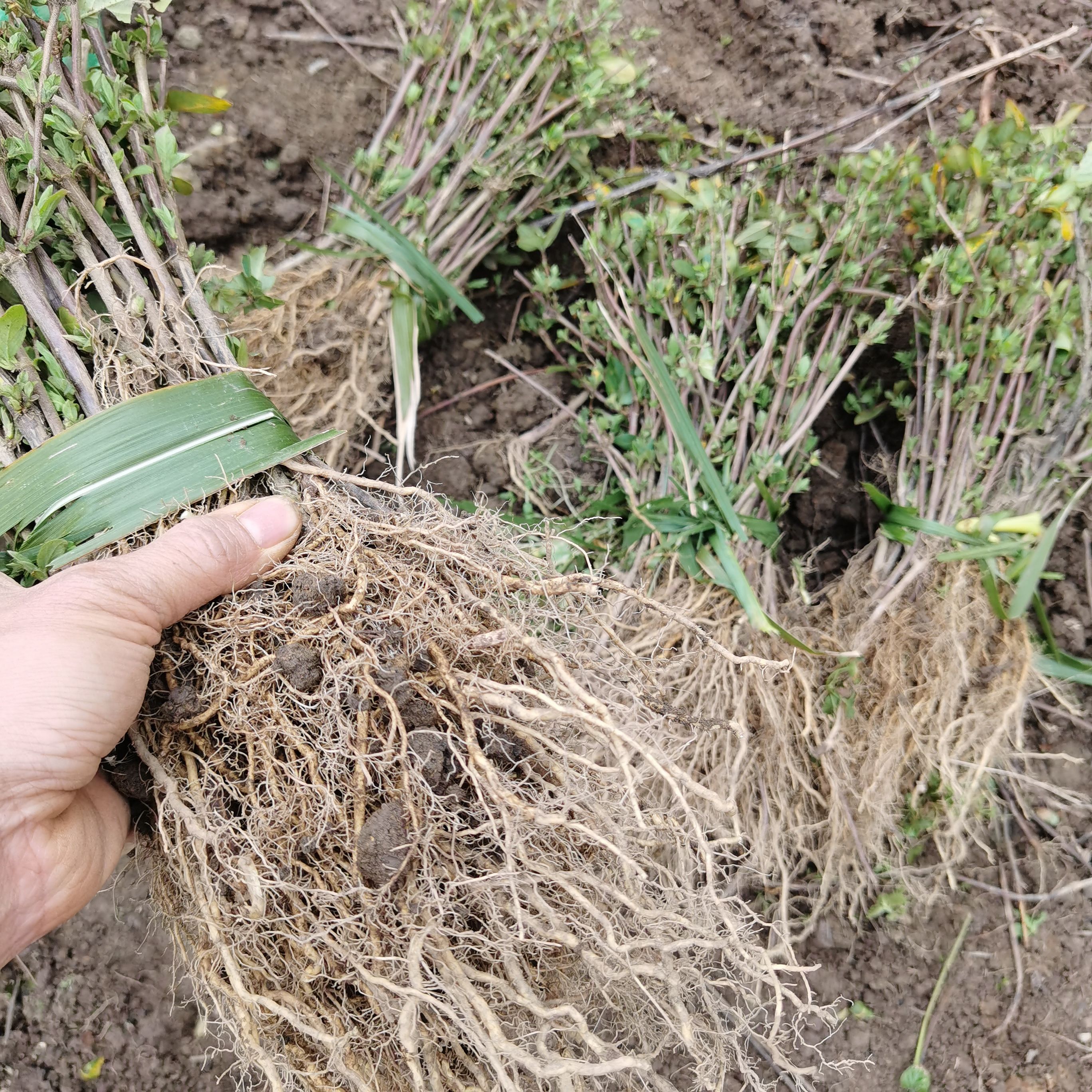 北花一号金银花苗  广东优质金银花北花一号，带花蕾苗出售。欢