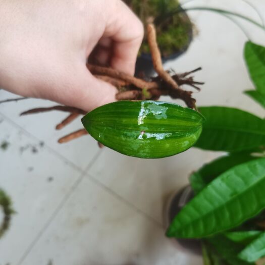 长沙兔耳兰丝搞艺！一苗