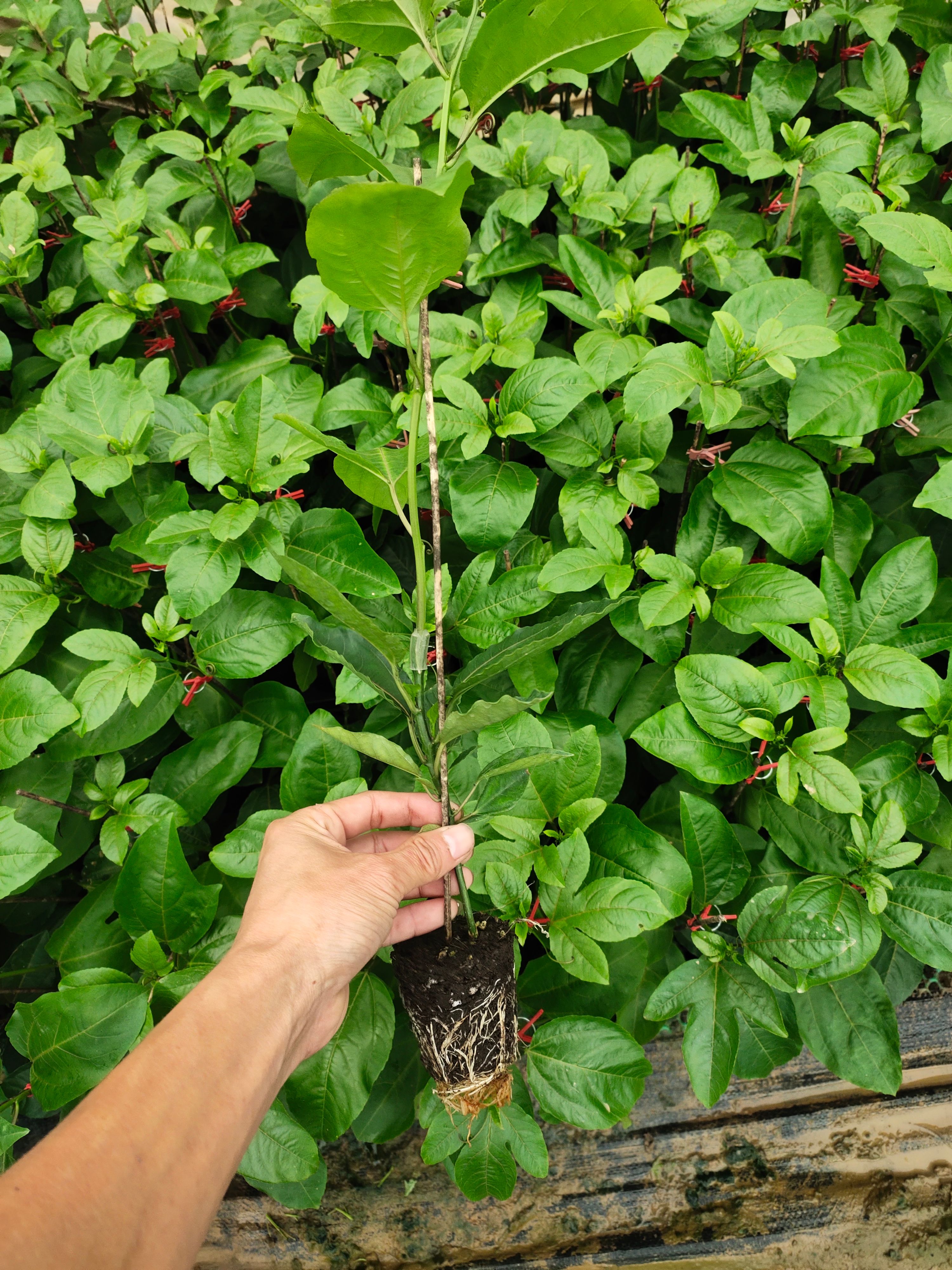 优质黄金百香果苗，钦蜜九号嫁接苗叶色青秀拖病毒苗种植成活率高