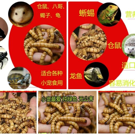 平阴县大麦虫 养殖场直销，品质保证。